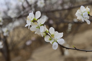Obraz premium Beautiful apricot flowers