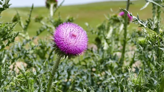Silybum marianum plant, 
