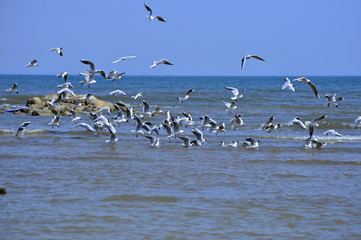 Seagulls fly in free