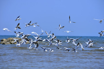 Seagulls fly in free