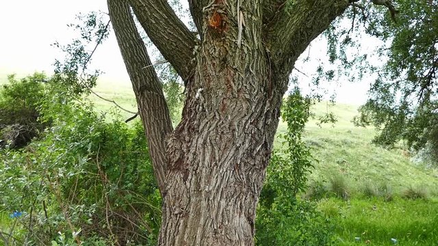 willow tree 


