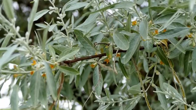 Elaeagnus tree and flowers

