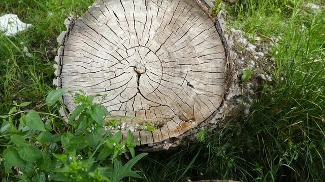 Stump in the forest. Remains of the sawn trunk
willow tree trunk,

