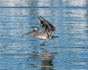 Pelican landing on water