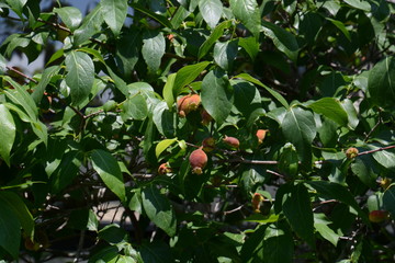 Fruits of Japanese allspice(Wintersweet)