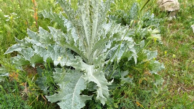 Silybum marianum plant, a medicinal plant glowing in the spring,

