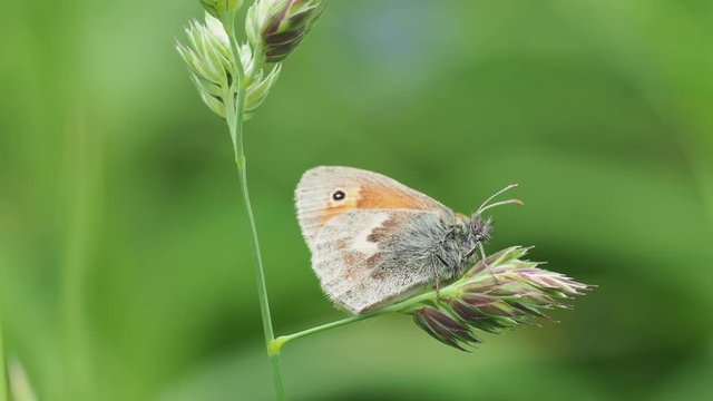 Small heath butterfly (Coenonympha pamphilus) perched on grass 