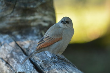 aves
