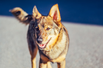 Homeless dog mongrel on deserted street