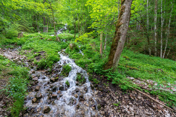 Kleiner Bach im Wald