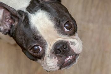Boston Terrier dog looking up