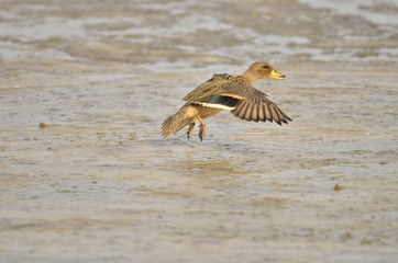 pato acuatizando