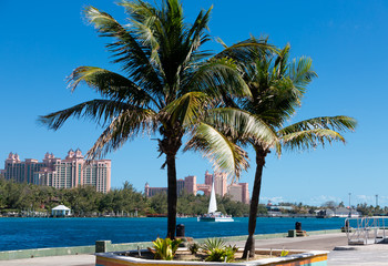 Naklejka premium Resort Through Palm Trees