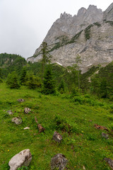 Fototapeta na wymiar Almwiese im Wald mit Blick auf Gebirgszug am Gosausee
