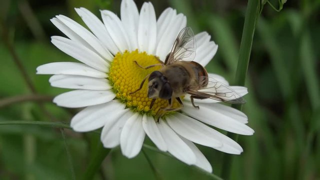 Syrphe butinant une p&acirc;querette.