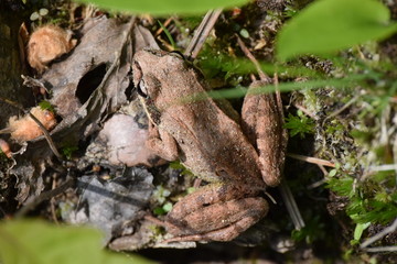 Wood Frog