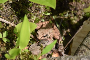 Wood Frog