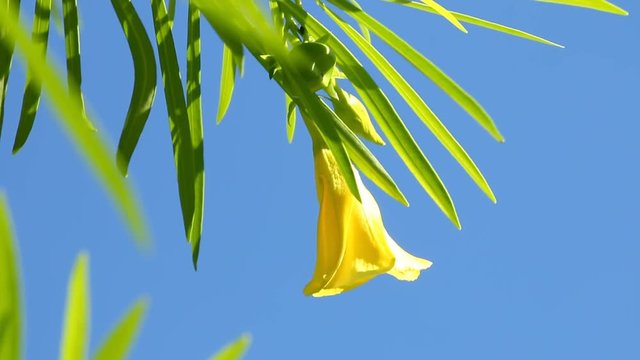 Yellow  oleander  in sunlight , chiangmai Thailand