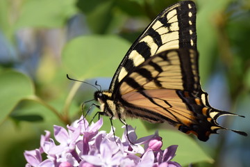 Yellow Swallowtail Butterfly on Purple Lilacs