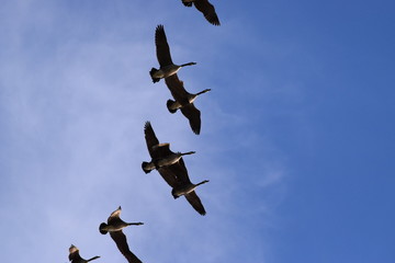 Canadian Geese Flying Overhead