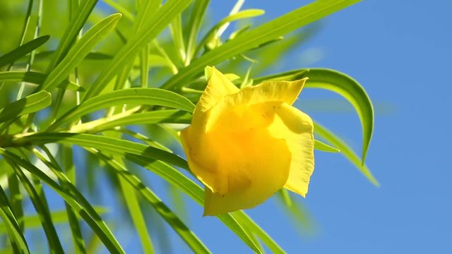 Yellow  oleander  in sunlight , chiangmai Thailand