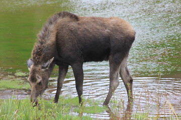 Moose Grazing