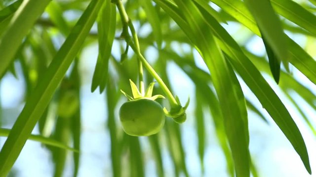 Yellow  oleander  in sunlight , chiangmai Thailand
