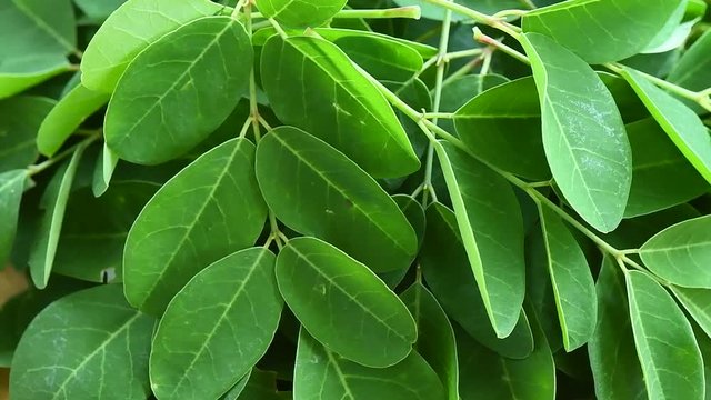 Moringa leaf rotation
