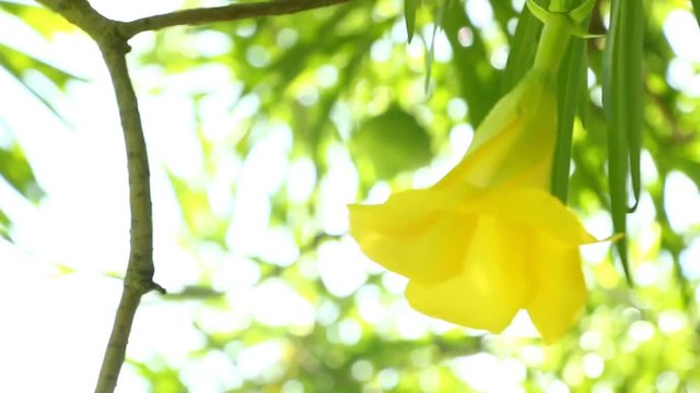 Yellow  oleander  in sunlight , chiangmai Thailand