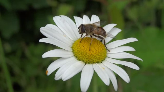 Syrphe butinant une p&acirc;querette.