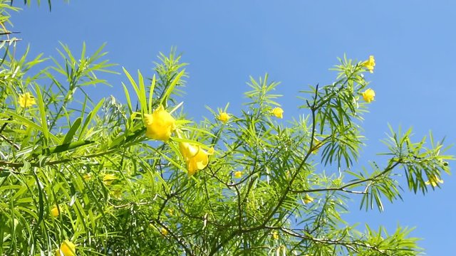 Yellow  oleander  in sunlight , chiangmai Thailand