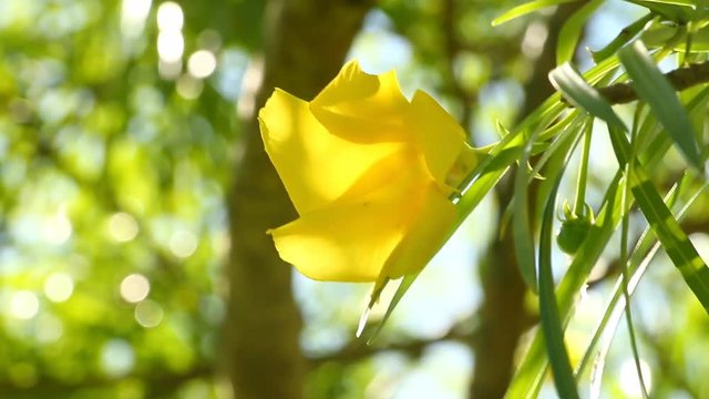Yellow  oleander  in sunlight , chiangmai Thailand