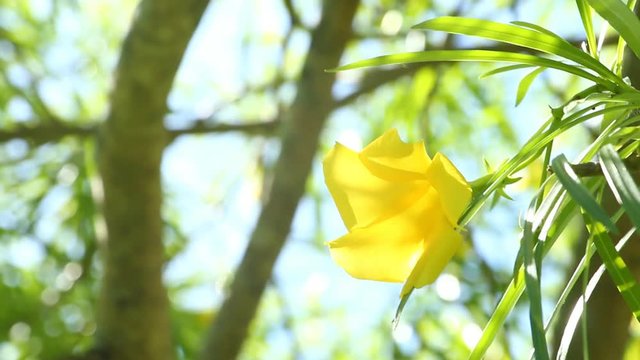 Yellow  oleander  in sunlight , chiangmai Thailand