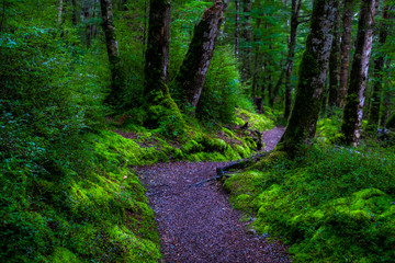 Fototapeta premium Walking path in a beautiful green nature with the trees covered with moss in the rainforest.