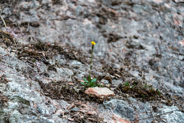 Blume im Fels