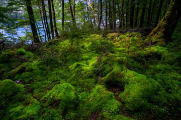 Beautiful greenery in nature with the trees covered with moss in a rainforest.