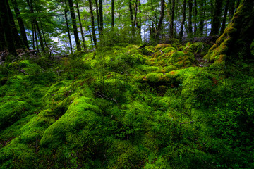 Beautiful greenery in nature with the trees covered with moss in a rainforest.
