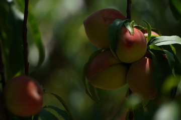 Fresh Peaches