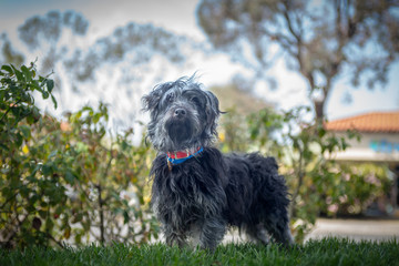 Scruffy terrier dog mix stands at attention on a grassy lawn.