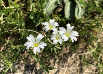 Tiny White Flowers