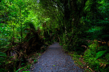 Obraz premium Walking path in a beautiful green rainforest.