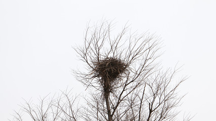 Bird's nests in winter trees