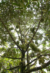 Fresh durian on the tree in the garden, king of fruit, Thailand
