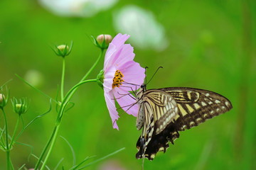 秋桜(コスモス)と揚羽蝶(アゲハチョウ)🦋🦋