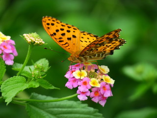 butterfly🦋🦋