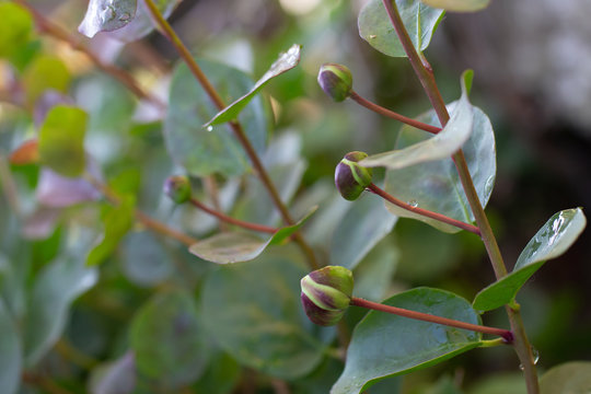 Capparis spinosa
