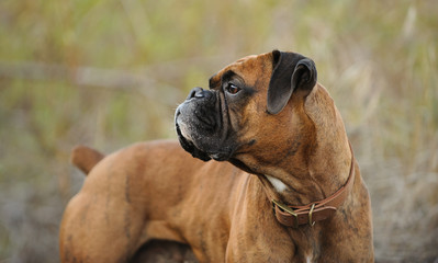 Fototapeta premium Boxer dog outdoor portrait in natural environment