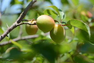 Japanese apricot fruits