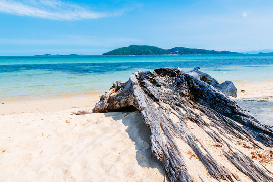Beach timber