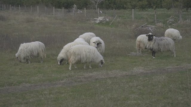 sheep grazing on a meadow